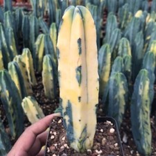 10-12cm Myrtillocactus geometrizans Variegated Succulent cactus plants