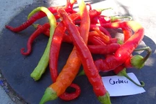Corbaci Pepper - each long, twisting pepper is a work of art!