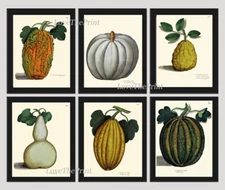 Pumpkin Gourd Wall Decor Prints Art Set 6 Beautiful Botanical Unframed