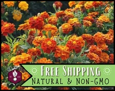 600+ Marigold Seeds [Sparky] Flower Gardening Plant Seed Packet, Non-GMO, USA