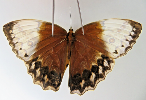 S4492. Insects butterflies: Stichophthalma sp. Vietnam. Gia Lai | eBay