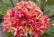 Rare Plumeria "SIAM ORANGE" /frangipani- 1 middle cut cutting- imported