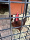 18 Rhode Island Red Hatching Eggs-Pure-bred-Incubate now for Fall laying hens — photo 2