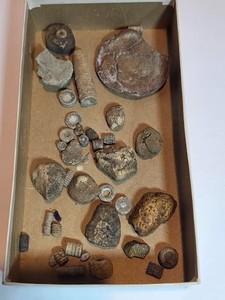 Antique Box of small Fossils