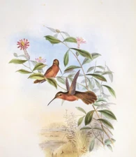 John Gould DOHRN'S HERMIT Hummingbirds Vintage Art Print Bookplate 10
