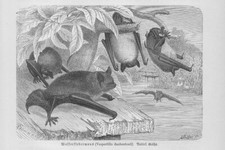 Water bat Myotis daubentonii woodcut from 1891 bats Bat