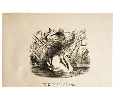 1880s The Wise Swans Wood Engraving Victorian Nature Birds Antique Art A5C