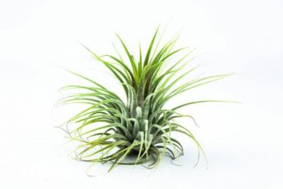 dracaena twisted Dracaena Twister 6"  Just Filo