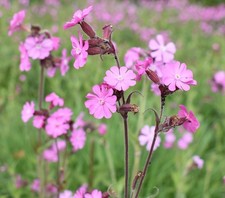 Red Campion Seed - UK Native Shade Tolerant Meadow Wildflower - 3g (Approx. 300 2276.67 per kilo