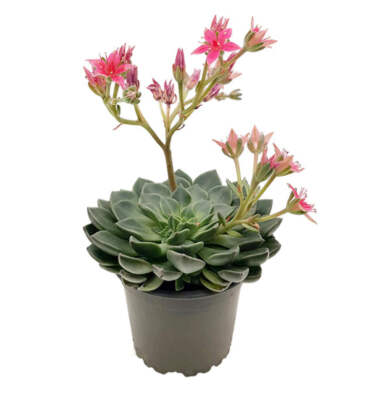 Graptopetalum tacitus - exotisches Dickblatt - außergewöhnliche Sukkulente