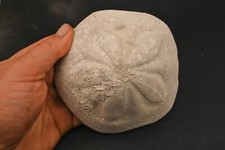 Fossiler Bär Clypeaster Altus Miozän Logudoro Sardinien Italien 729g