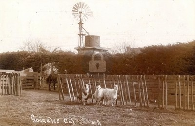 Gonzales CA California Goat Farm Windmill 1910 RPPC Photo Postcard COPY