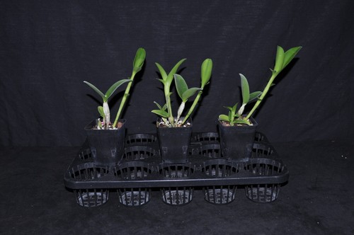 Cattleya aurantiaca really nice blooming size plants great orchid species!!! - Picture 3 of 5
