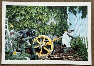  Super RARE! Nobuyoshi Araki - Cat Chiro, 2004 Original Archival pigment print
