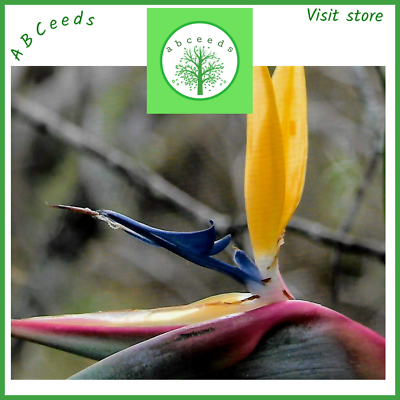 Premium plant seeds Yellow Bird of Paradise Strelitzia 'Mandela's Gold'  ABCeeds | eBay