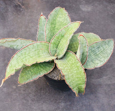 Sansevieria Dragon Wing trifasciata Prain Liliaceae Succulent Plants 15-20CM