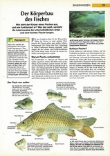 El físico del pez - Tarjeta informativa de conocimientos básicos