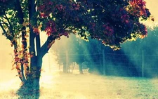 Landscape colorful fall leaves nature trees sunlight Custom Gaming Mat Desk