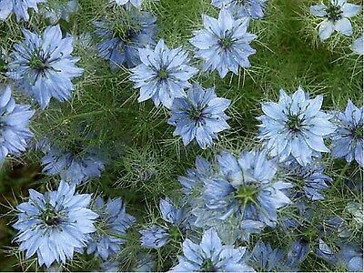 LOVE IN A MIST FLOWER SEEDS MIXED COLORS 50 FRESH SEEDS FREE SHIPPING