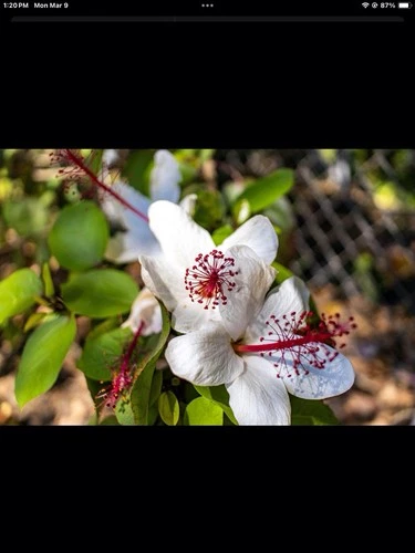 Hawaiian Hibiscus - Thumbnail 2