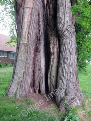 Photo 6x4 Sweet Chestnut (Castanea sativa) Golden Cross/TQ6310 One of a  c2011