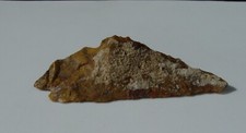 Jumpin' Jeep Agate  *endcut* Lapidary Slab          T600