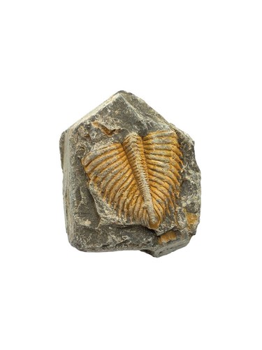 1pcs Natural Fossil Trilobite Coronocephaluon Matrix Rock Crystal Specimen - Picture 12 of 12