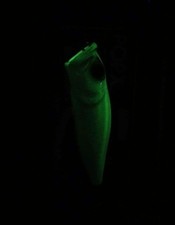 Megabass Pop-X Nightclub Limited Premium Color Lure, New, Fishing Equipment