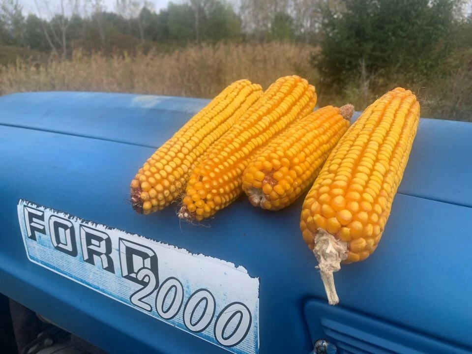 Maíz agrietado Premium pollo rascador pavo alimento para aves 15 lb envío incluido Foto 4 de 4