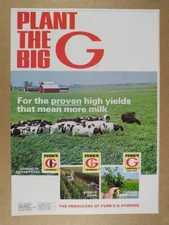 1973 Funk's G-Hybrid Sorghum-Sudangrass dairy cows photo vintage print Ad