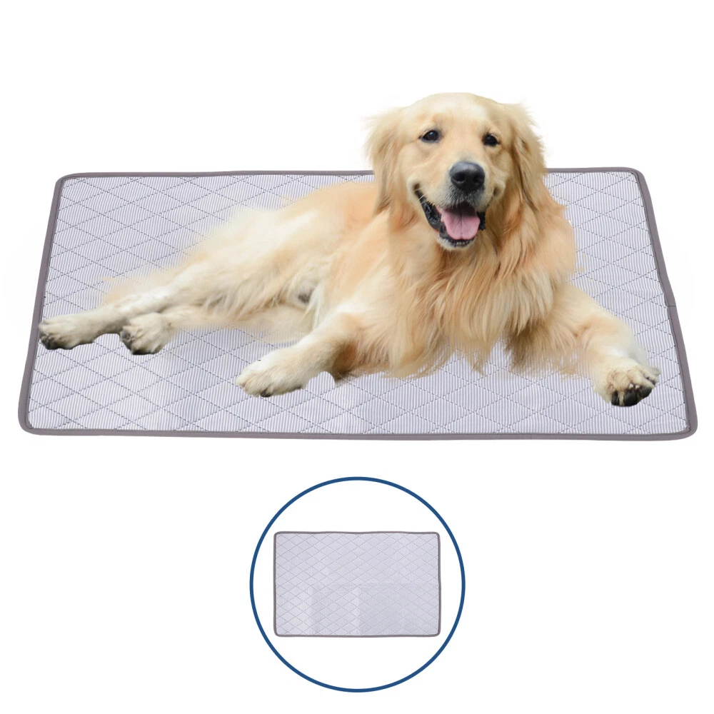 Pee pad in crate 2025