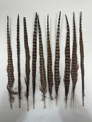 Natural Ringtail PHEASANT Tail Feathers lot of 10 20-22'' long