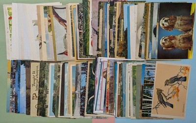 Lot of 100 Vintage Animal Postcards - Lithos, Linens, Chromes