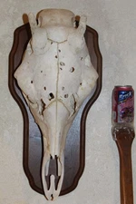 Genuine African Giraffe Skull Horn Mount Taxidermy Zebra Gemsbok Safari Tsessebe