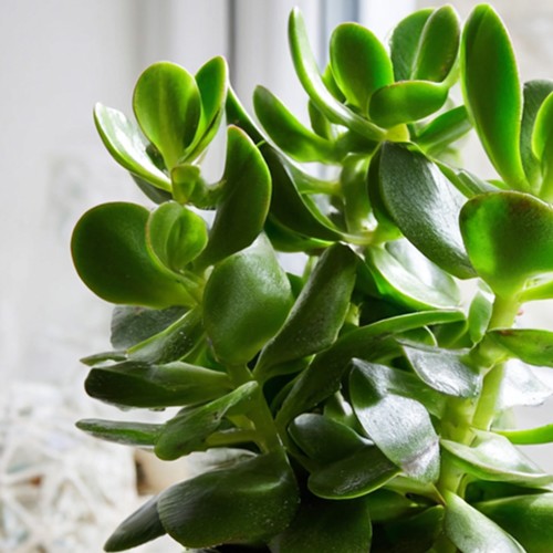 Albero di Giada - Set 2 - Crassula ovata - Altezza 15-25cm - ø12cm - Foto 8 di 9