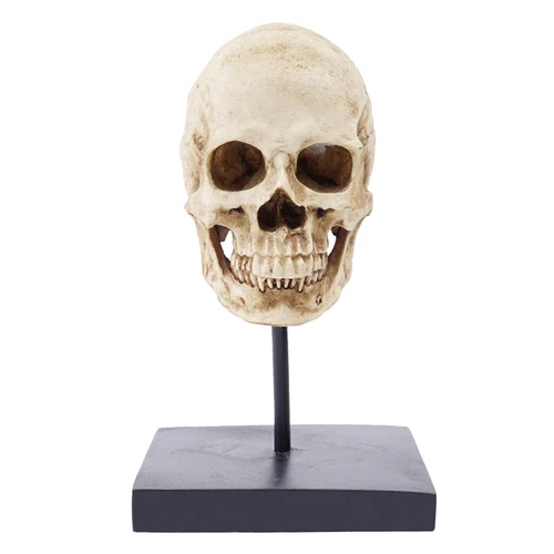 Menschlicher Totenkopf Kopf Halloween Horror Dekoration Grusel Figur Realistisch Statue - Bild 1 von 7