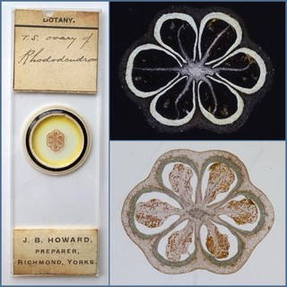 J.B.Howard Antique Microscope Slide. Ovary of Rhododendron