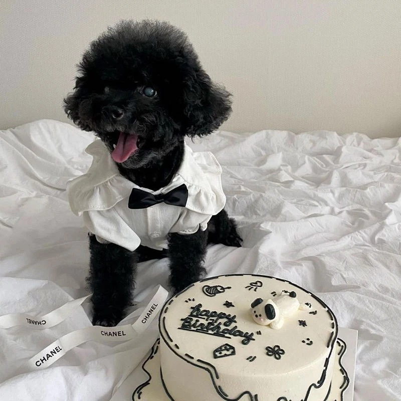 3pcs Cute Pet Clothes Set (S) - Plaid Print Dress, Ruffle Trim Hat & White Shirt - Image 3 of 4