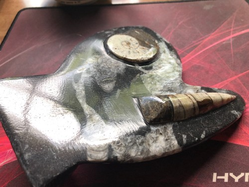 Cooles Ammonit Display Double Fossil poliertes Gestein
