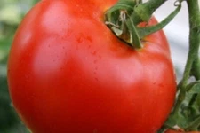 Ace 55 Tomato Seeds 100 Ct Vegetable HEIRLOOM NON-GMO USA SELLER FREE SHIPPING