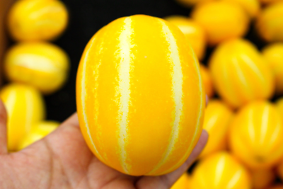 50 EARLY SILVER LINE MELON Cucumis Yellow Striped White Flesh