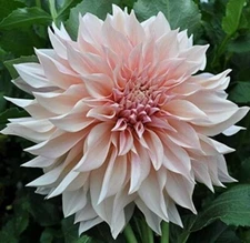 1 - DINNERPLATE DAHLIA Cafe au Lait Flower Bulb Tuber Clump  * 10" PLUS BLOOMS