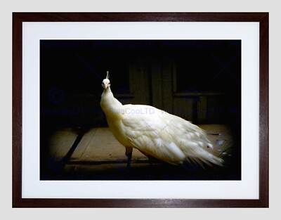 NATURE BIRD WHITE PEACOCK FEATHER BEAUTIFUL BLACK FRAMED ART PRINT B12X7889