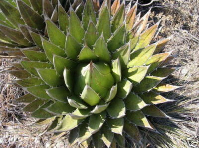 Agave ghiesbreghtii 'Purpusorum', Purpus Agave - 10 Sementes | eBay