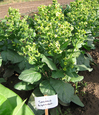 sacred tobacco near me 1000 Sacred Wyandot Rustica Tobacco Seeds - Nicotiana - Sacred Tobacco
