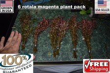 6 bunches Rotala magenta plants Easy Aquarium aquascaping planted tank low ligh