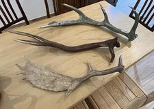 Corna  palchi  di cervo