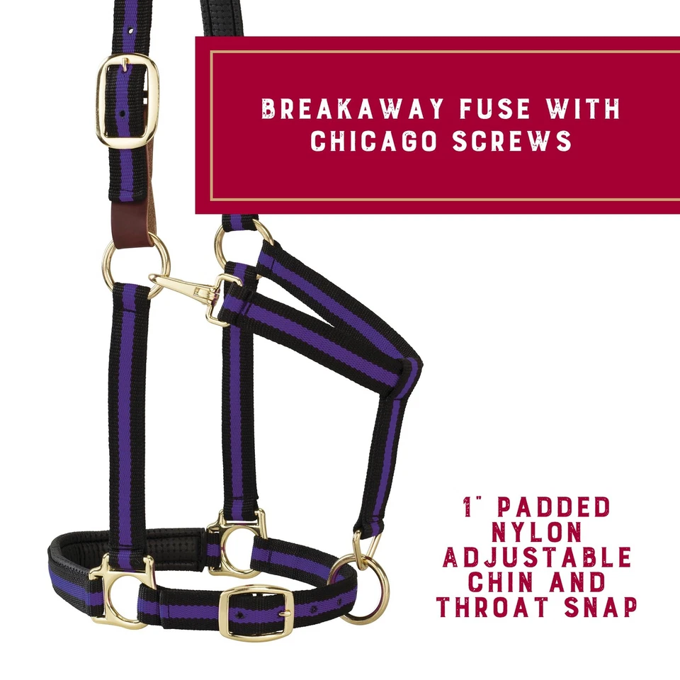 Tejedor Caballo Equino Halter Púrpura Negro Grande Año Tack Suministros Foto 3 de 4