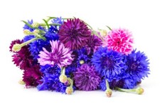 1,000 Polka Dot Bachelor Button Seeds for Planting - Heirloom Non-GMO USA Grown