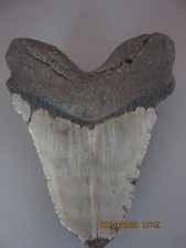 Megalodon Giant 5 1/2